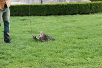 Filename=DSC00523.jpg
Filesize=145KiB
Dimensions=800x533
Date added=Oct 19, 2015 DSC00523.jpg