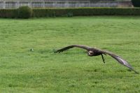 Filename=DSC00633.jpg
Filesize=123KiB
Dimensions=800x533
Date added=Oct 19, 2015 DSC00633.jpg