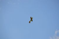 Filename=DSC_0291.jpg
Filesize=59KiB
Dimensions=1280x851
Date added=Jun 29, 2014 DSC_0291.jpg