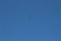 Filename=IMG_2581.JPG
Filesize=444KiB
Dimensions=1296x864
Date added=Jun 29, 2014 IMG_2581.JPG
