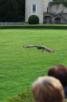 Filename=IMG_5705.JPG
Filesize=284KiB
Dimensions=1365x2048
Date added=Oct 18, 2015 IMG_5705.JPG